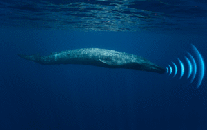 Blue Whale Signals: The Secret Language That Travels Across Oceans